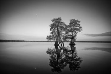 Original Tree Photography by John Henley