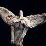 ANCIENT ANGEL II / Close-up / Details