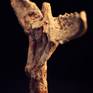 ANCIENT ANGEL II / Right side / Illuminated