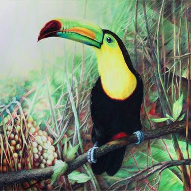 Keel-billed Toucan in a rainforest thumb