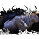 The Arty Gnus (Limited Edition - #1 of 50) by Gideon Heede