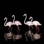 Four By Pink - Limited Edition 3 of 25 by Gideon Heede