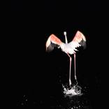 Pink Freedom - Limited Edition 1 of 25 by Gideon Heede
