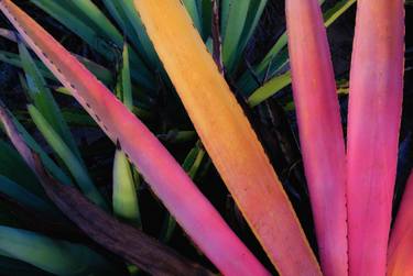 Print of Abstract Botanic Photography by Gideon Heede