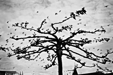 Original Street Art Tree Photography by Eva Brunner