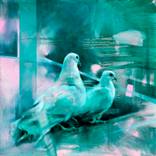 Kindred (White Doves) by Aimée Hoover