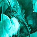 Ecotone by Aimée Hoover
