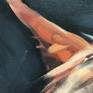 Portrait of an Alpaca looking at the viewer. Painted on gallery wrapped canvas.