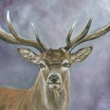 'Noble Stag' by Nicola Colbran