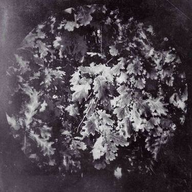 Print of Art Deco Botanic Photography by Hro Sev