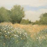 Summer Wildflowers 260528 by Don Bishop