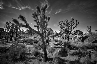 Mojave Joshua Trees thumb