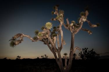 Dark Joshua Tree - Limited Edition 10 of 22 thumb