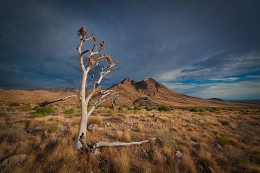 Joshua Tree Decay - Limited Edition 10 of 26 thumb