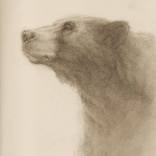 Napping Bear (AP) by Shaun Berke