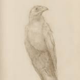 White Raven (AP) by Shaun Berke