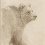Grunting Bear (AP) by Shaun Berke