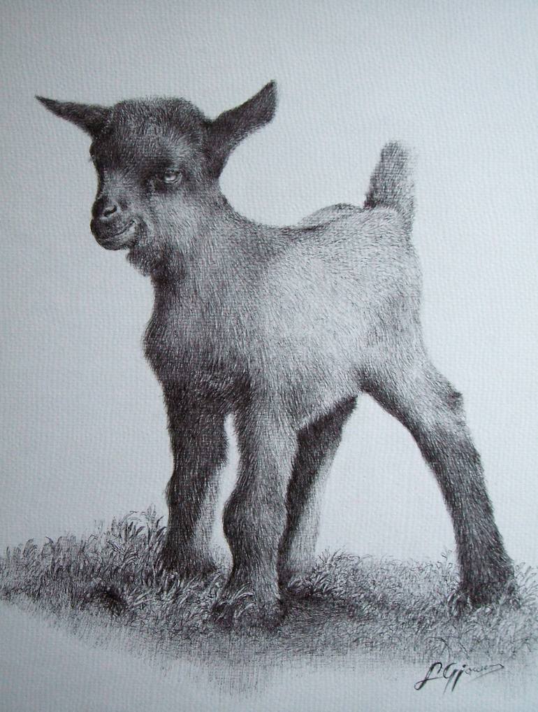 Baby Goat Drawing by Liman Gjakova Saatchi Art