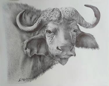 Original Animal Drawings by Liman Gjakova