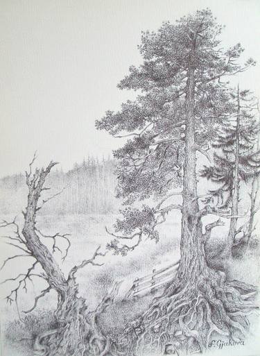 pine tree roots drawing