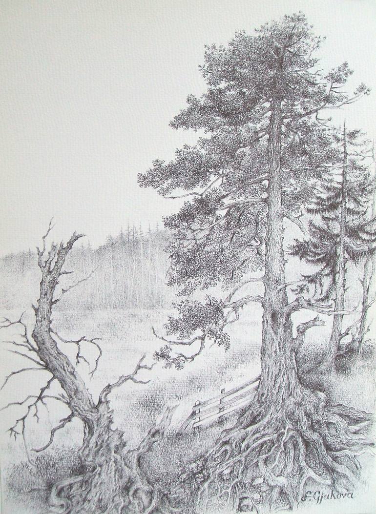 Pine Trees Drawing By Liman Gjakova Saatchi Art