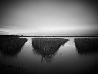 The Sixth Extinction: Reedbeds. Kenfig Pool, South Wales thumb