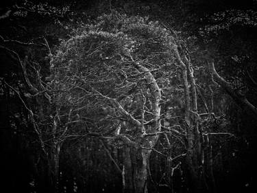 Douglas firs in snow, Exmoor. thumb