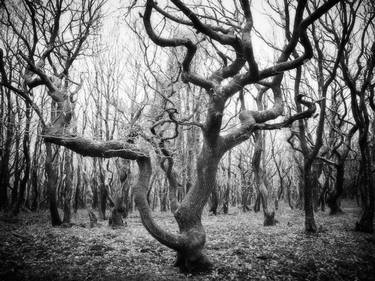 Original Tree Photography by Jon Wyatt