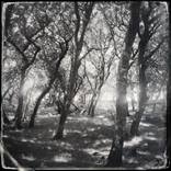 From the sunlit clearing by Jon Wyatt