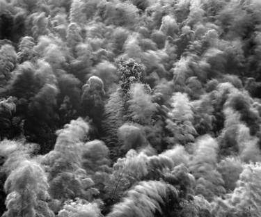 Original Tree Photography by Jon Wyatt