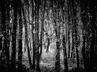 The Sixth Extinction: Fonceverane Forest, Reserve Naturelle del'Astrobleme de Rochechouart-Chassenon, France.  Limited edition  #1 of 9. thumb