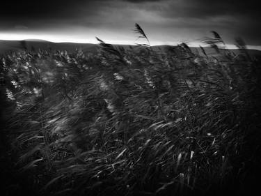 The Sixth Extinction:  Reedbeds, Bridgewater Bay, North Somerset. Limited edition  #1 of 9. thumb