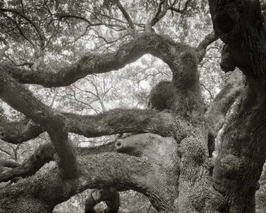 Original Fine Art Tree Photography by J Riley Stewart