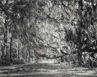 Palmettos and Moss, Large Format Film thumb