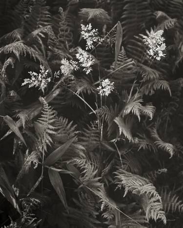 Original Realism Botanic Photography by J Riley Stewart