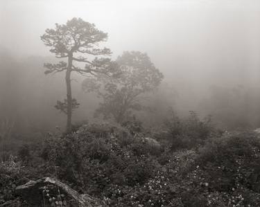 Standing in Obscurity, Large Format Film thumb