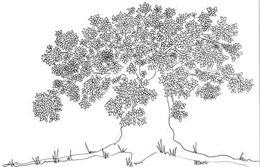 Print of Illustration Botanic Drawings by Ali-Reza Djassemi