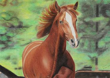 Original Realism Horse Drawings by Livia-Doina Stanciu
