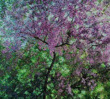 The Apricot Tree Blossoms thumb