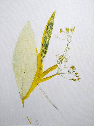 Print of Botanic Drawings by Yaryna Shumska