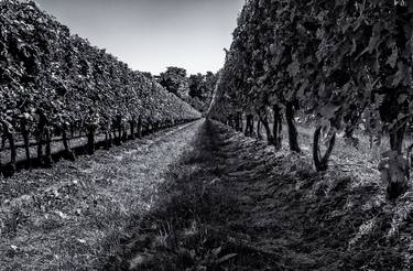 The Vineyards at Peller Estates Winery:Niagra-On-The-Lake, Ontario, Canada - Limited Edition of 15 thumb