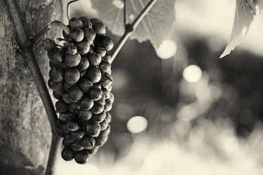 Pinot Noir wine grapes on the vine - Limited Edition 1 of 10 thumb