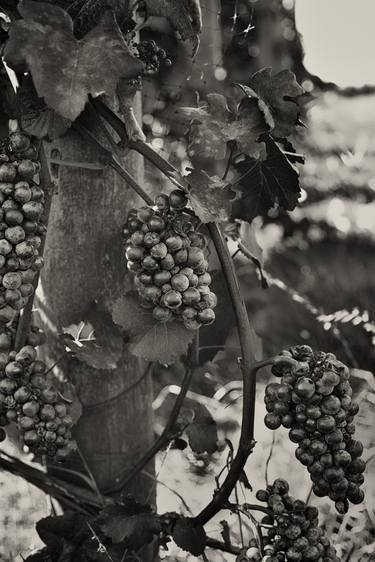 Pinot Noir wine grapes on the vine thumb