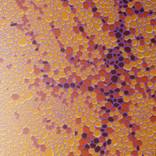 Litchfield Honeycomb by Marita Putetti