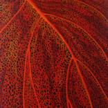 Red Lace Leaf by Marita Putetti