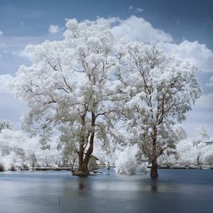 Collection Infrared Photo