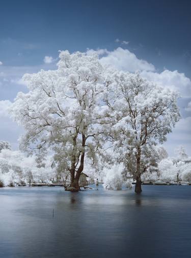 Original Tree Photography by Ade Santora