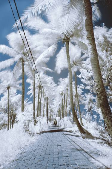 Coconut Road - Infrared Series Limited Edition of 3 thumb
