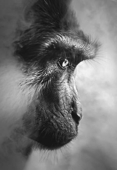 Original Expressionism Animal Photography by Ade Santora
