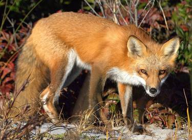 Wary fox thumb